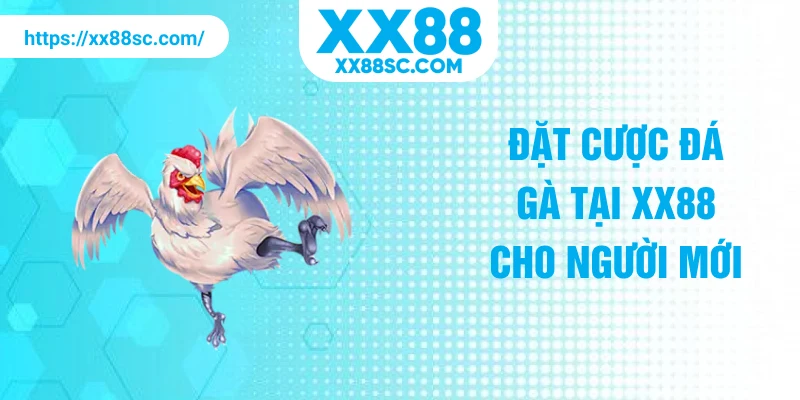 Đặt cược đá gà tại XX88 cho người mới
