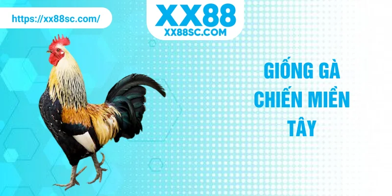 Giống gà chiến miền Tây