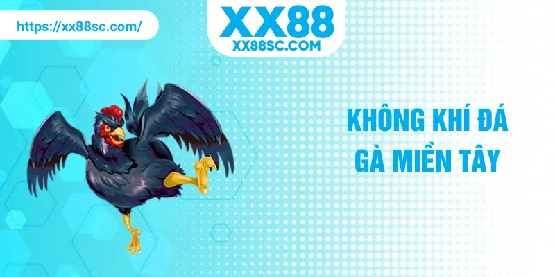 Không khí đá gà miền Tây