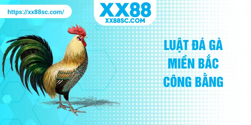 Luật đá gà miền Bắc công bằng