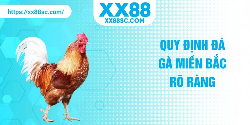 Quy định đá gà miền Bắc rõ ràng