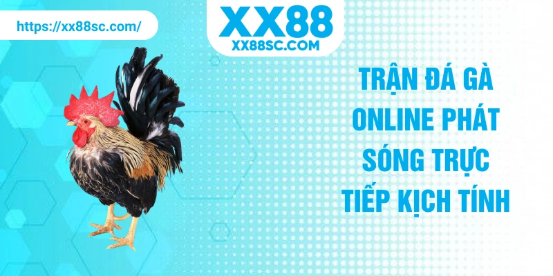 Trận đá gà online phát sóng trực tiếp kịch tính