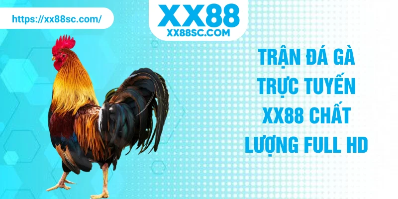 Trận đá gà trực tuyến XX88 chất lượng full HD