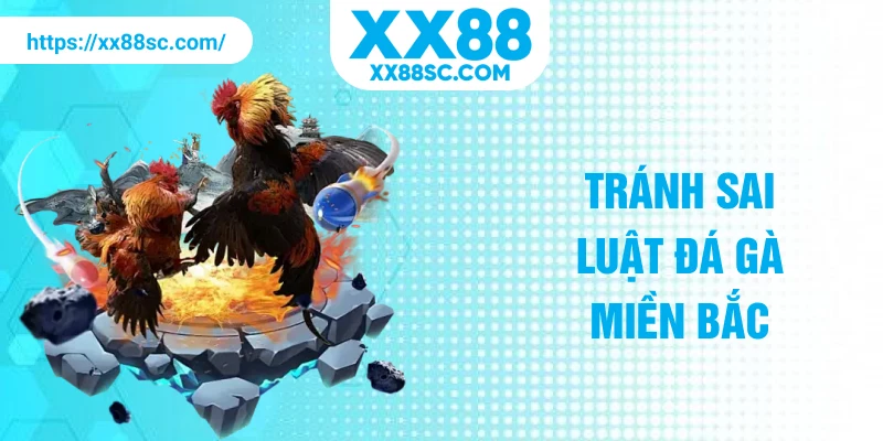 Tránh sai luật đá gà miền Bắc